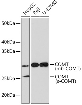 COMT Rabbit monoclonal antibody