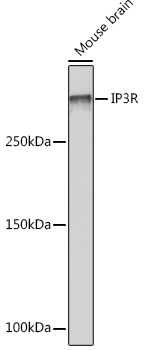 IP3R Rabbit monoclonal antibody