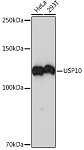 Western blot - USP10 Rabbit mAb (A4454)