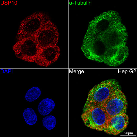 USP10 Rabbit monoclonal antibody
