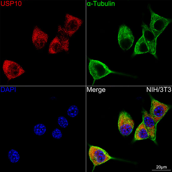 USP10 Rabbit monoclonal antibody