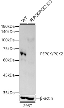 [KO Validated] PEPCK/PCK2 Rabbit monoclonal antibody