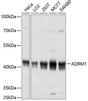 ADRM1 Rabbit polyclonal antibody