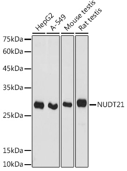 NUDT21 Rabbit polyclonal antibody
