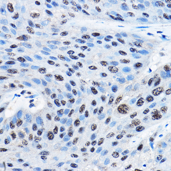 NUDT21 Rabbit polyclonal antibody