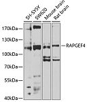 Western blot - RAPGEF4 Rabbit pAb (A4484)