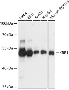 KRR1 Rabbit polyclonal antibody