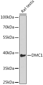 DMC1 Rabbit polyclonal antibody