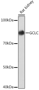GCLC Rabbit monoclonal antibody