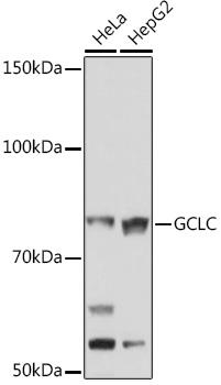 GCLC Rabbit monoclonal antibody