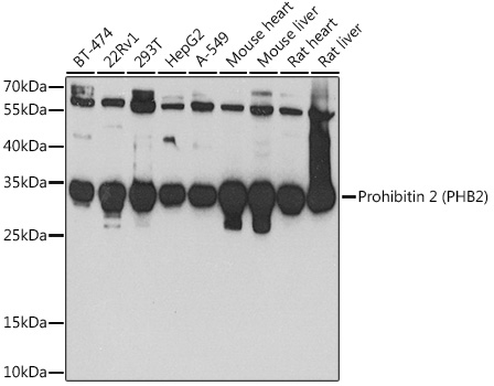 Prohibitin 2 (PHB2) Rabbit polyclonal antibody
