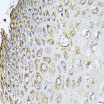 Prohibitin 2 (PHB2) Rabbit polyclonal antibody