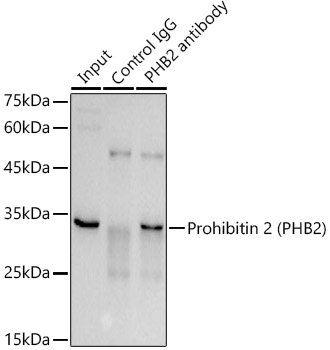 Prohibitin 2 (PHB2) Rabbit polyclonal antibody