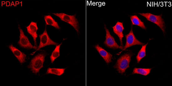 PDAP1 Rabbit polyclonal antibody
