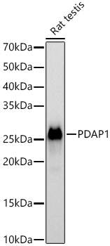 PDAP1 Rabbit polyclonal antibody
