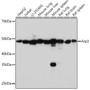 Arp3 Rabbit monoclonal antibody
