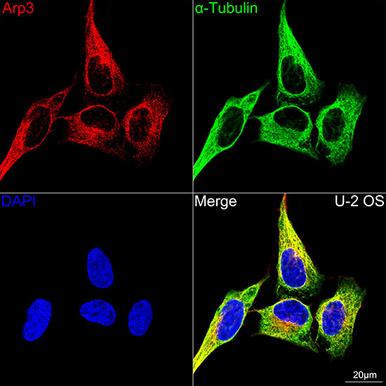 Arp3 Rabbit monoclonal antibody