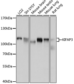 KIFAP3 Rabbit polyclonal antibody