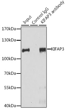 KIFAP3 Rabbit polyclonal antibody