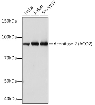 Aconitase 2 (ACO2) Rabbit monoclonal antibody