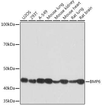 BMP6 Rabbit monoclonal antibody
