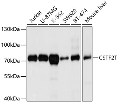 CSTF2T Rabbit polyclonal antibody