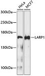 Western blot - LARP1 Rabbit pAb (A4543)