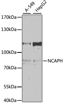 NCAPH Rabbit polyclonal antibody