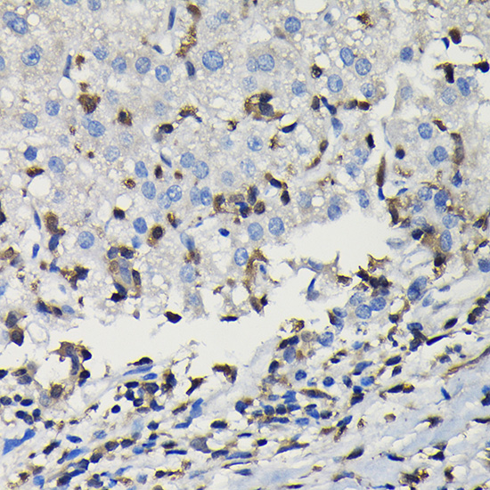 COTL1 Rabbit polyclonal antibody