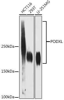 PODXL Rabbit monoclonal antibody