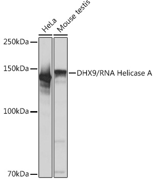 DHX9/RNA Helicase A Rabbit monoclonal antibody