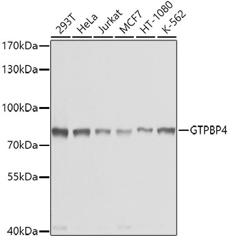 GTPBP4 Rabbit polyclonal antibody