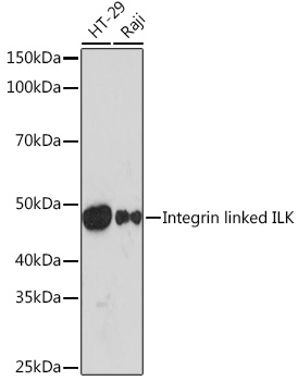 Integrin linked ILK Rabbit monoclonal antibody