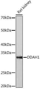 DDAH1 Rabbit monoclonal antibody