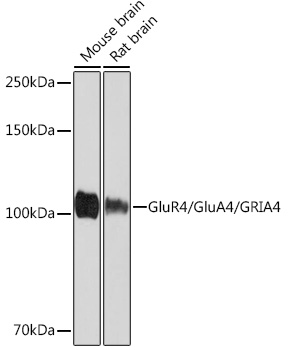 GluR4/GluA4/GRIA4 Rabbit mAb