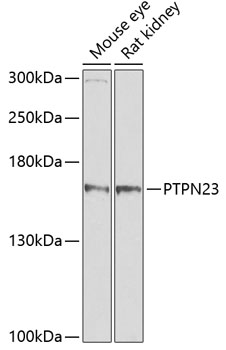 PTPN23 Rabbit polyclonal antibody