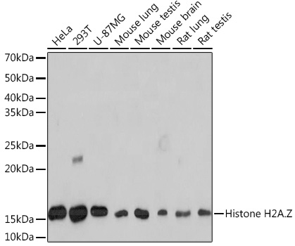 [KO Validated] Histone H2A.Z Rabbit monoclonal antibody