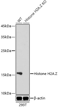 [KO Validated] Histone H2A.Z Rabbit monoclonal antibody