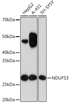 NDUFS3 Rabbit monoclonal antibody