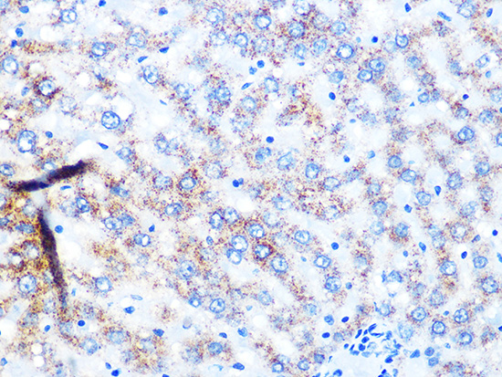 NDUFS3 Rabbit monoclonal antibody