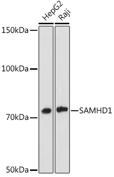 SAMHD1 Rabbit monoclonal antibody