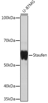 Staufen Rabbit monoclonal antibody