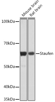 Staufen Rabbit monoclonal antibody
