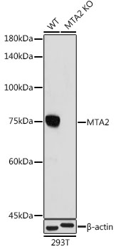 [KO Validated] MTA2 Rabbit monoclonal antibody