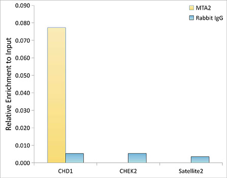 [KO Validated] MTA2 Rabbit monoclonal antibody