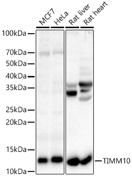 TIMM10 Rabbit pAb