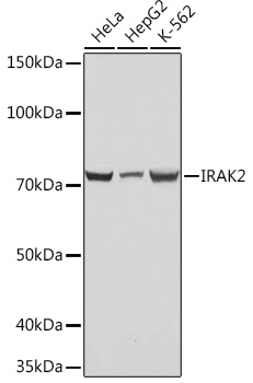 IRAK2 Rabbit monoclonal antibody
