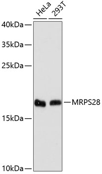 MRPS28 Rabbit polyclonal antibody