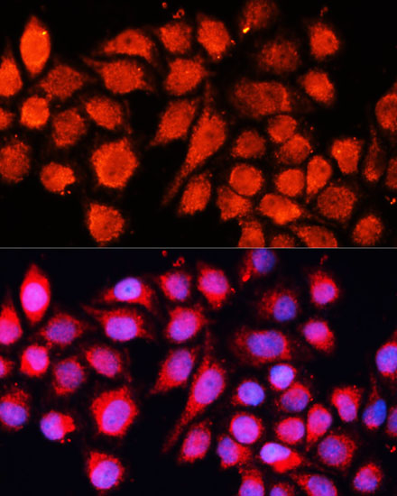 MRPS28 Rabbit polyclonal antibody