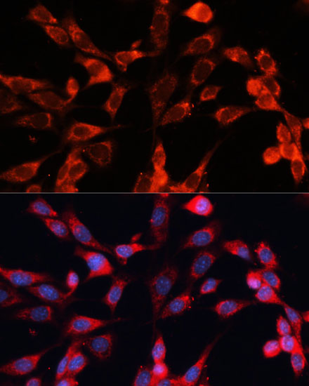 MRPS28 Rabbit polyclonal antibody